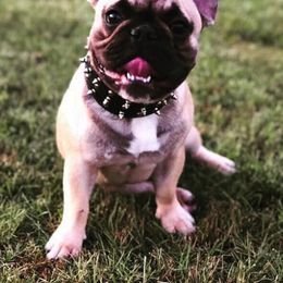 French Bulldogs from Chanley Tubito