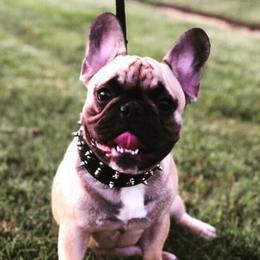 French Bulldogs from Chanley Tubito