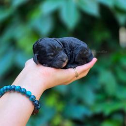 Estelle - Black tri-color female Aussiedoodle puppy in Centreville, Mississippi from Trin's Designer Doodles