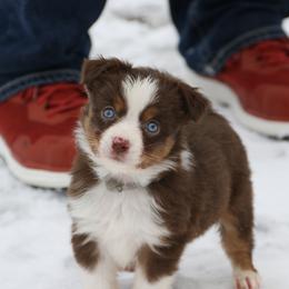 Border Collie, English Setter, and Miniature American Shepherd Puppies from First Harmony Farms