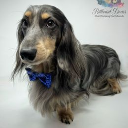 Morgan - Dachshund