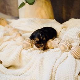 Finn - Black and gold male Yorkshire Terrier puppy in Eastland, Texas from Peach Yorkies