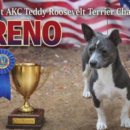 Teddy Roosevelt Terriers from Barnett’s Rambling Terriers