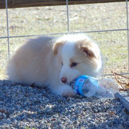 Border Collie Puppies from Balmoral Border Collies