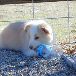 Border Collie Puppies from Balmoral Border Collies