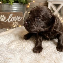 Mónica - Liver female Miniature Schnauzer puppy in Miami, Florida from Chiquiticos Shnauzers