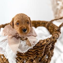 Hattie's Last Chapter- Bookmark - Apricot male Goldendoodle puppy in Russell Springs, Kentucky from Milk & Honey Doodles