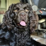 Fen - Boykin Spaniel
