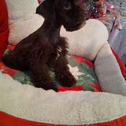 Cocoa - Liver female Miniature Schnauzer puppy in Gonzales, Louisiana from Majestic Marvels Schnauzers