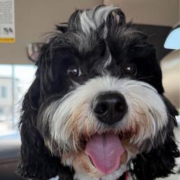 Finley - Bernedoodle