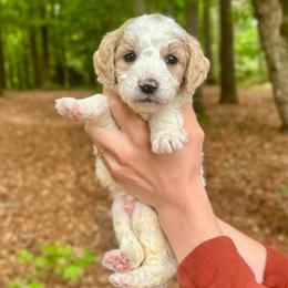 Chip - Parti male Goldendoodle puppy in Kenansville, North Carolina from J+A Family Doodles