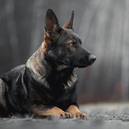 Freda - German Shepherd