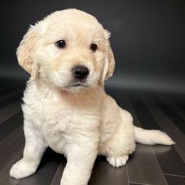 Magmar - Red - Light golden male Golden Retriever puppy in Salt Lake City, Utah from Soaring golden retrievers