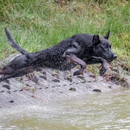 Boef - Dutch Shepherd
