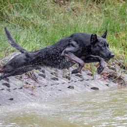 Boef - Dutch Shepherd