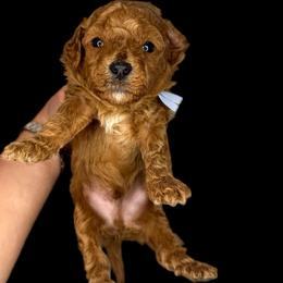 Dublin (blue) - Red  male Goldendoodle puppy in Hot Springs, Arkansas from Hot Springs Kennels