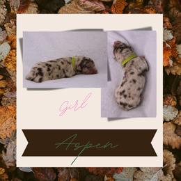 Aspen - Red merle female Australian Shepherd puppy in Cleburne, Texas from Hudson Farm