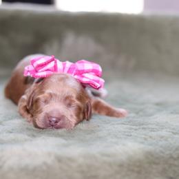 Pink - Caramel female Australian Labradoodle puppy in Calhoun, Louisiana from Arrowhead Australian Labradoodles