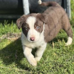 Girl 1 - Red female Border Collie puppy in Centerville, Washington from Forthright Farms