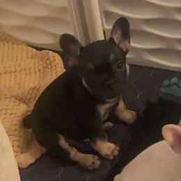 Boy 2 - Black and tan male French Bulldog puppy in Galt, California from The three little frenchies