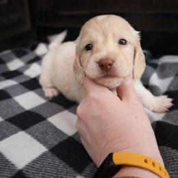 Cream Male - Limited AKC - Cream male Dachshund puppy in Nashville, Tennessee from Farmhouse Sausages - Located in TN delivers all over US including California