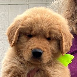 Golden Retriever Puppies from Big Bend Goldens