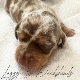 Waylon - Dapple male Dachshund puppy in Karnes County, Texas from Lazzy Z Dachshunds