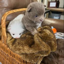 Nova - Blue parti male Pomeranian puppy in Plano, Texas from Madison Park Poms