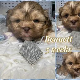 Egg Roll - Liver and white male Shih Tzu puppy in Coolidge, Arizona from Shih Tzu’s  ‘N’ Love