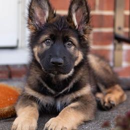 German Shepherd Puppies from Zwinger Vom Rabenauge
