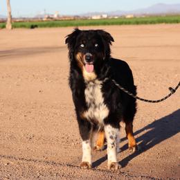 Storm - Black tri-color female Australian Shepherd puppy in Tucson, Arizona from Soqui Ortiz Cattle Ranch