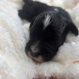 Waylon - male Golden Mountain Doodle puppy in Palestine, Texas from KK's Doodle Bunch