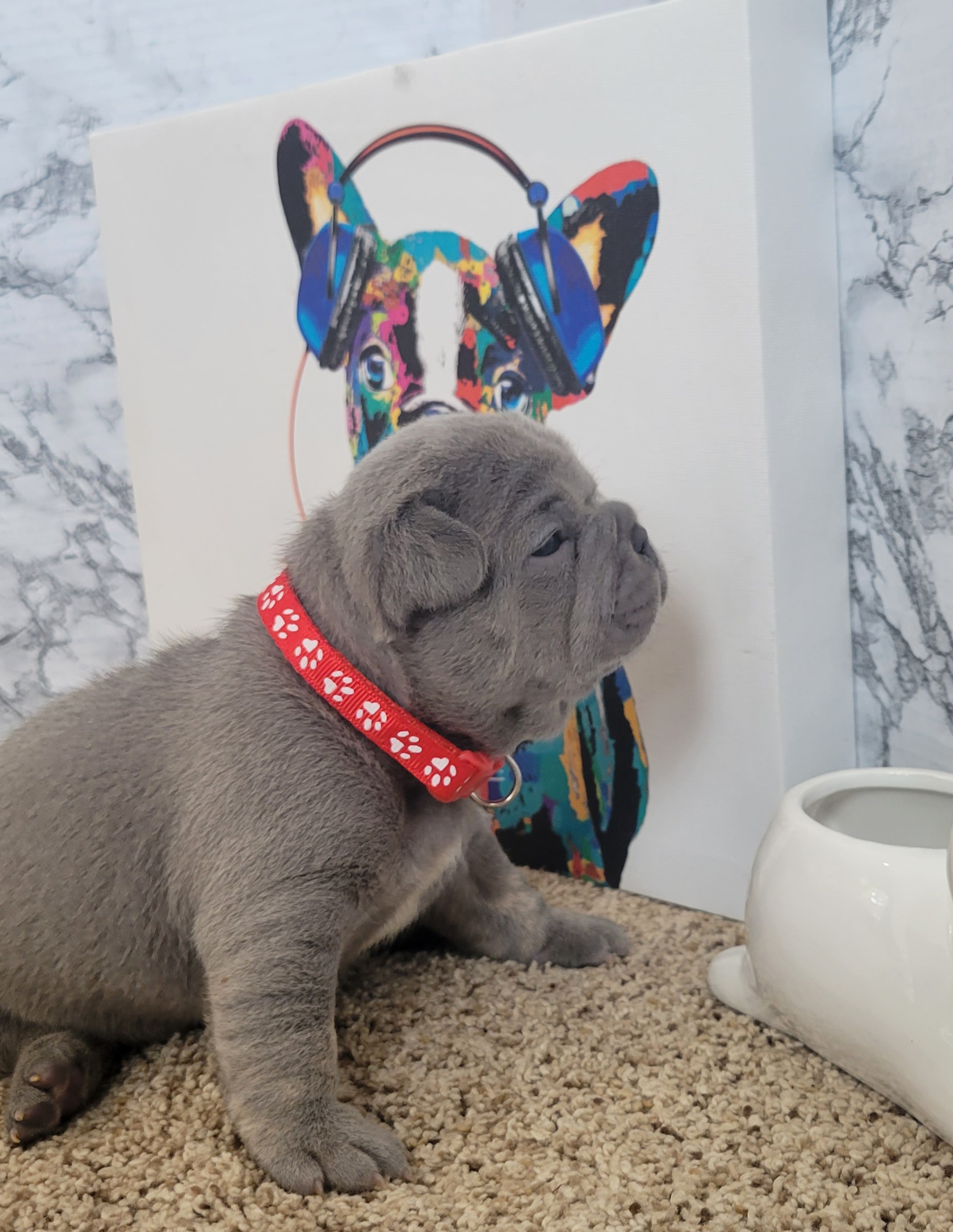 French Bulldog Puppies from Zoomie Time Frenchies