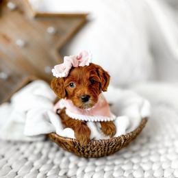 Nala - Red  female Goldendoodle puppy in Springville, Utah from Happy Doodle
