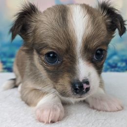 Chihuahua Puppies from Barbie's Baby Chihuahuas