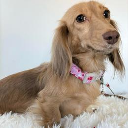 Poppy - Dachshund