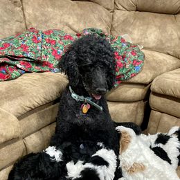 Duchess - Poodle