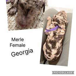 Gloria - Merle female Goldendoodle puppy in Joilet, Montana from L&Z Goldendoodles