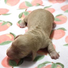 Baby Girl - Cream female Dachshund puppy in Staley, North Carolina from Langley Farms Dachshunds