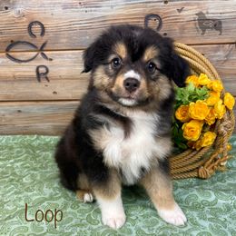 Australian Shepherd, Miniature American Shepherd, Miniature Australian Shepherd, and Toy Australian Shepherd Puppies from OR Aussies