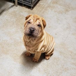 Chinese Shar-Pei Puppies from Shine Shar-Pei