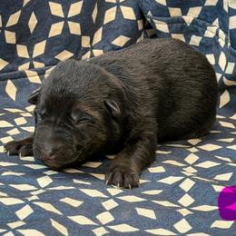 Pink Collar - Black and tan female German Shepherd puppy in Riverside, California from Von Der Sagobi