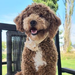 Snicker - Goldendoodle