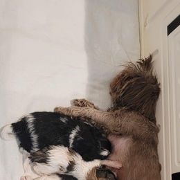 Boy 2 - Shih Tzu puppy in Ellicott City, Maryland from Dr. Dmitriy Kurenbin PURE SHIH TZU Puppies