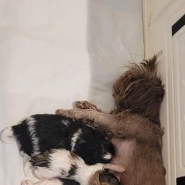 Boy 2 - Shih Tzu puppy in Ellicott City, Maryland from Dr. Dmitriy Kurenbin PURE SHIH TZU Puppies