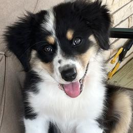 Australian Shepherd Puppies from Dollface Aussies