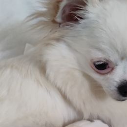 Chihuahuas from India's Pups
