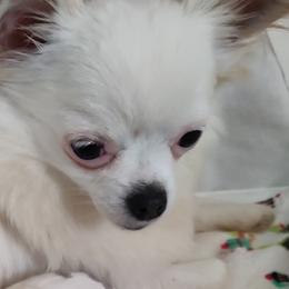 Chihuahuas from India's Pups