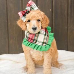 Dorothy - Red  female Poodle puppy in Bellville, Ohio from Cedar Ridge Standard Poodles