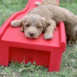 Australian Labradoodle Puppies from Integrity Labradoodles